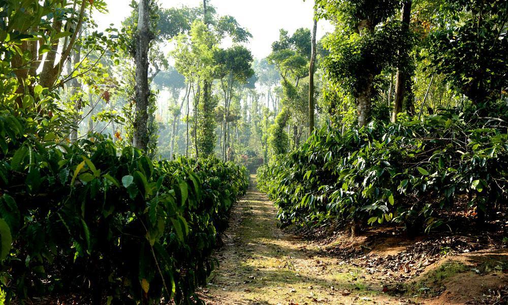 Coffee Native - A Family Homestay Mudigere Room photo