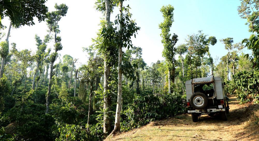 Coffee Native - A Family Homestay Mudigere Room photo