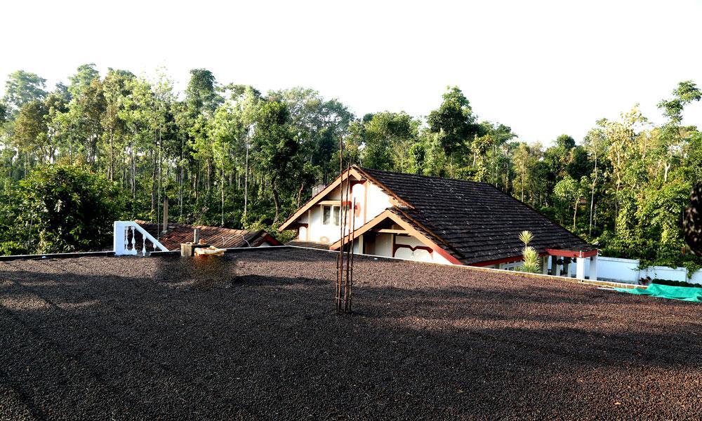 Coffee Native - A Family Homestay Mudigere Room photo